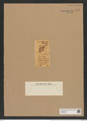 Nothoceratium sexangulatum (Grev.) De-Toni (de-Toni-Nr.: Genus 139, Species 3696) Zeichnungen Sammlung Grunow Nr. 7172 (NHMW-BOT-W0376150)